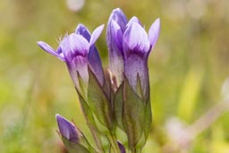 field gentian